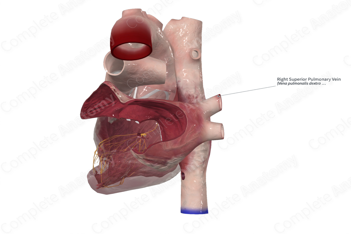 Right Superior Pulmonary Vein