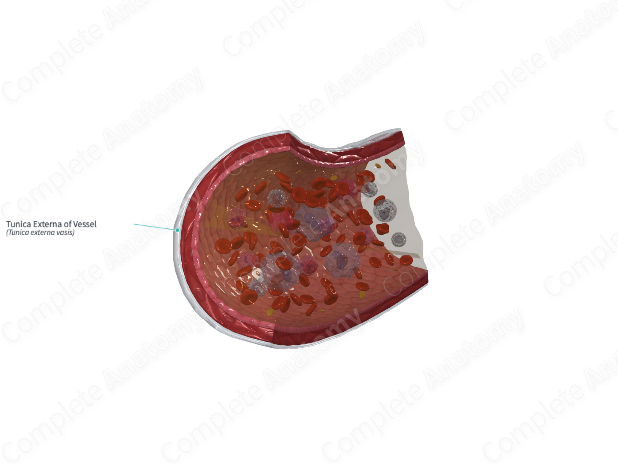 Tunica Externa of Vessel Complete Anatomy