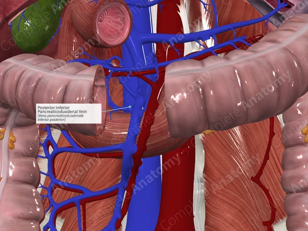 Posterior Inferior Pancreaticoduodenal Vein