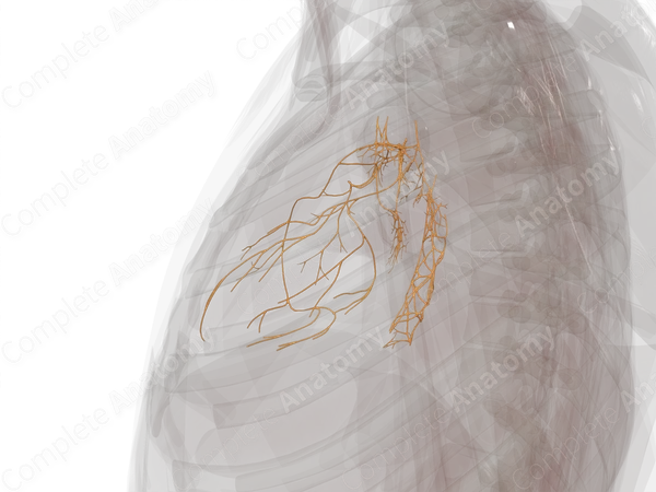 Thoracic Plexuses
