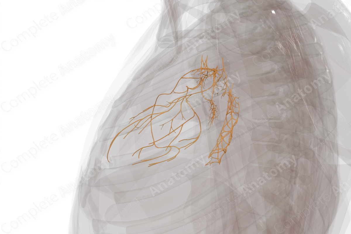 Thoracic Plexuses