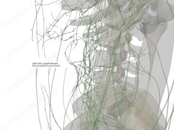 Left Colic Lymph Vessels