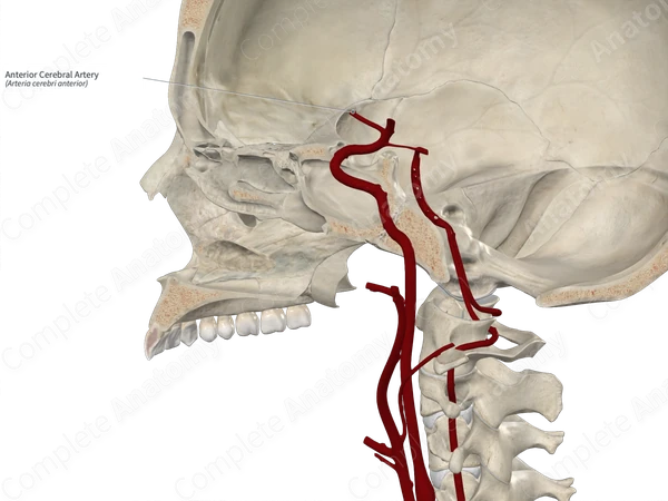 Anterior Cerebral Artery