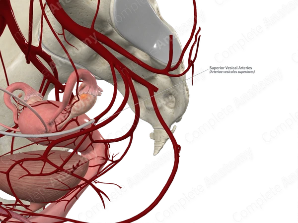 Superior Vesical Arteries