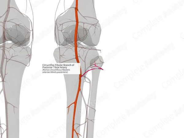 Circumflex Fibular Branch of Posterior Tibial Artery (Right)