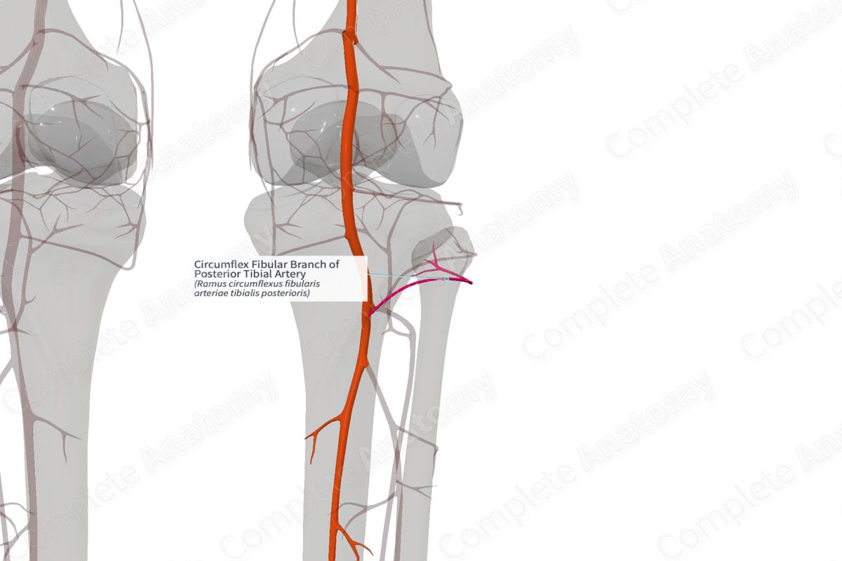 Circumflex Fibular Branch of Posterior Tibial Artery (Right)