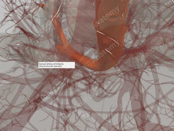 Dorsal Artery of Clitoris (Right)