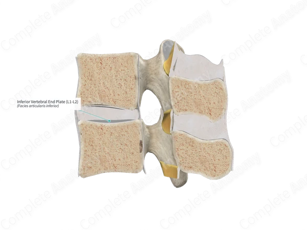 Inferior Vertebral End Plate (L1-L2)
