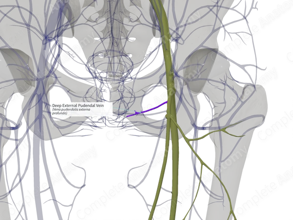Deep External Pudendal Vein (Left)