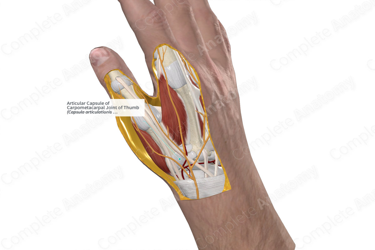 Articular Capsule of Carpometacarpal Joint of Thumb 