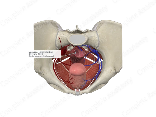 Mucosa of Large Intestine (Rectum; Right)