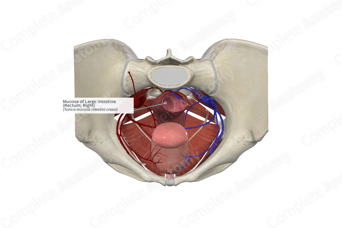 Mucosa of Large Intestine (Rectum; Right)