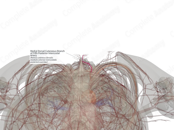 Medial Dorsal Cutaneous Branch of Fifth Posterior Intercostal Artery (Left)