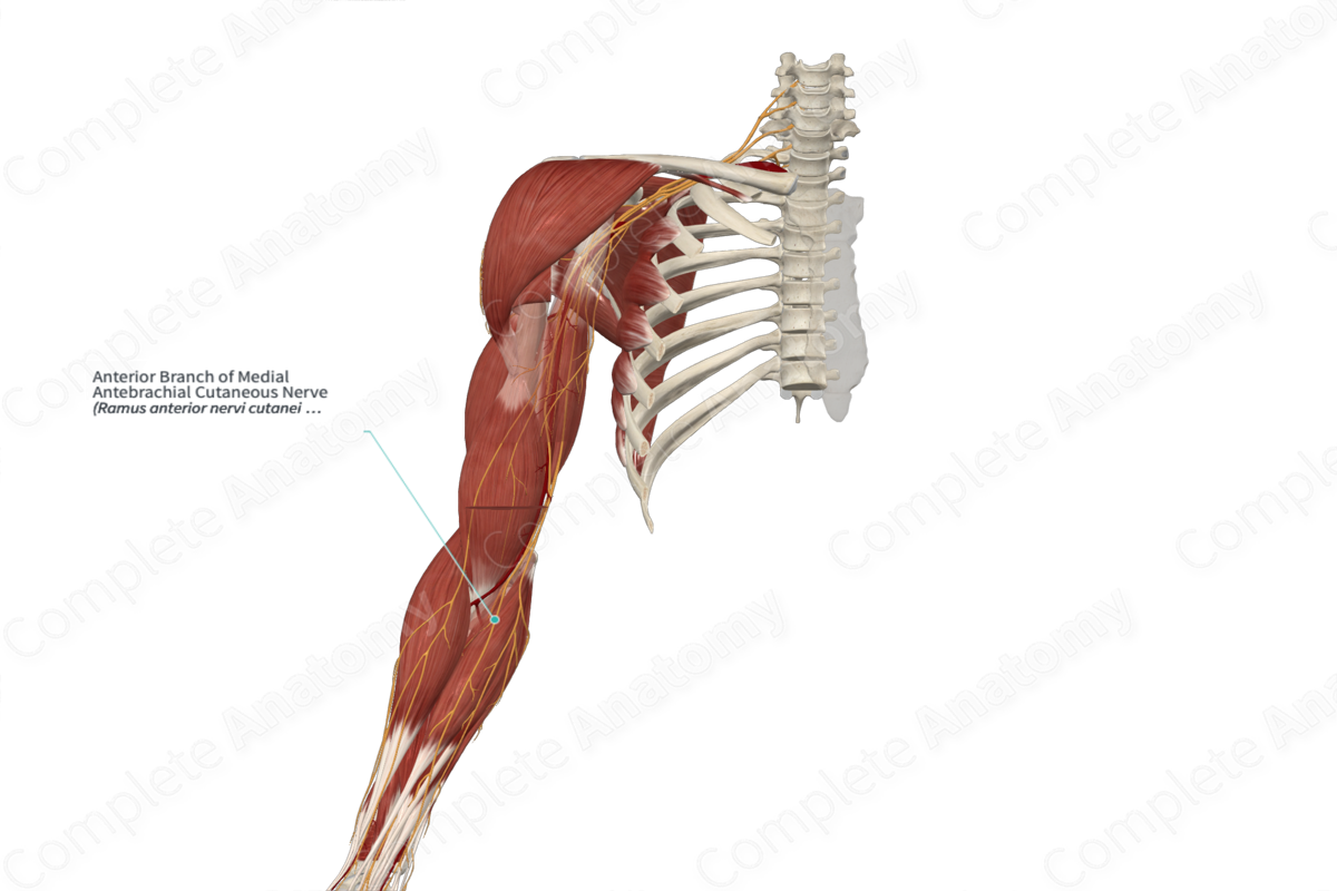 Anterior Branch of Medial Antebrachial Cutaneous Nerve 