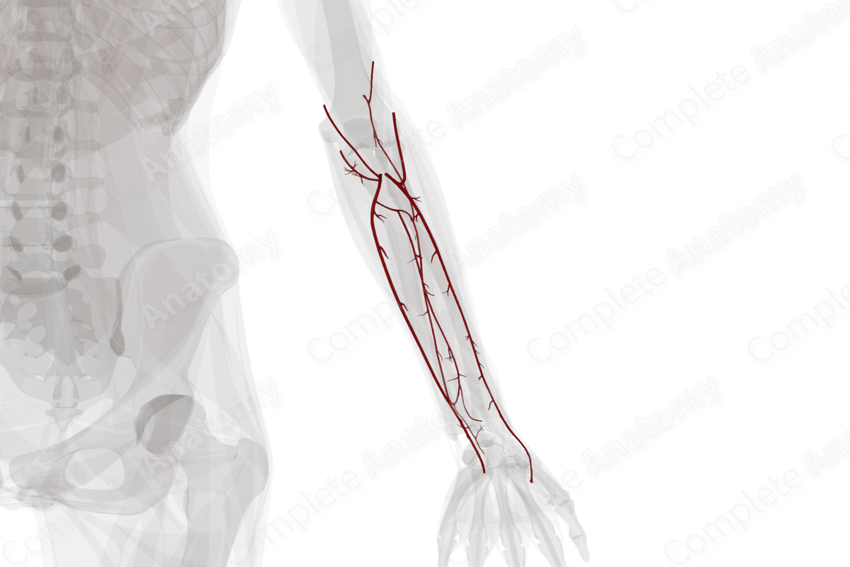 Arteries of Forearm (Left)