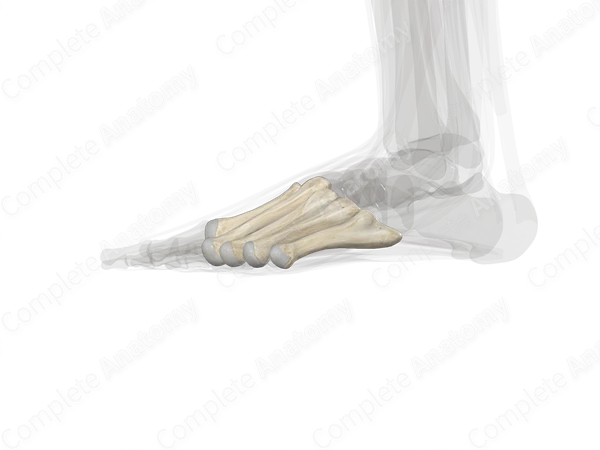 Metatarsal Bones (Left)
