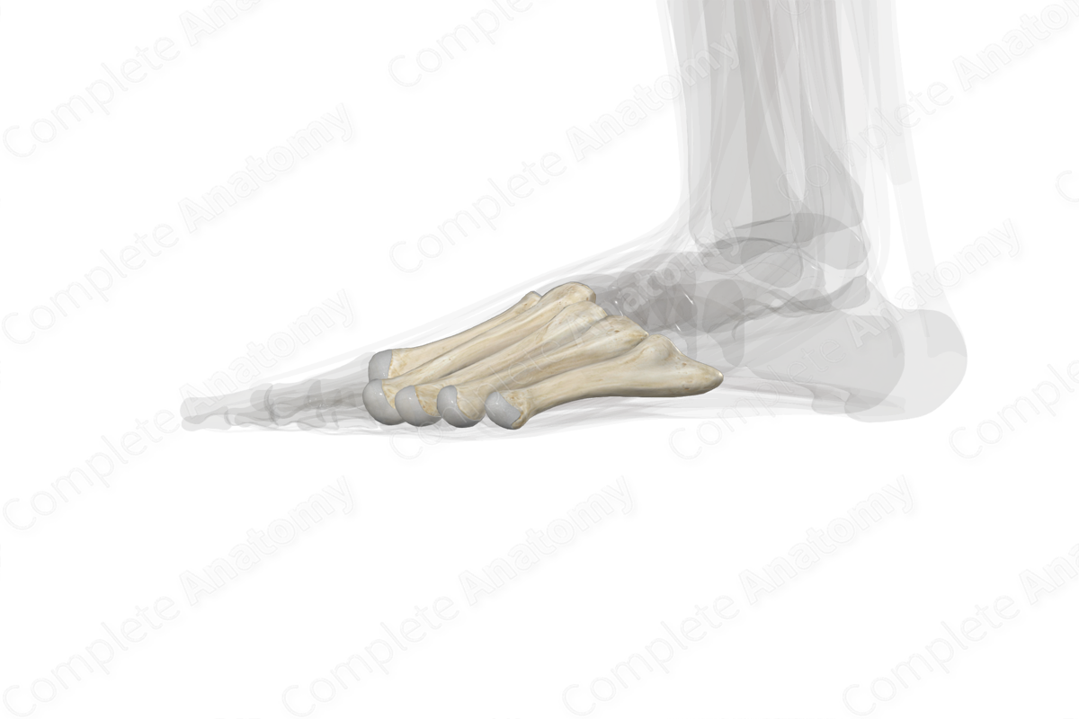 Metatarsal Bones (Left)