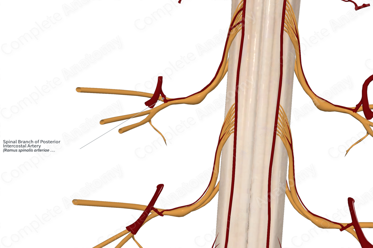 Spinal Branch of Posterior Intercostal Artery 
