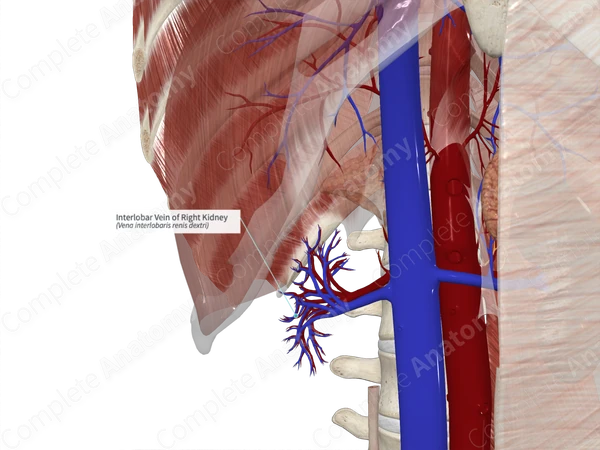Interlobar Vein of Right Kidney