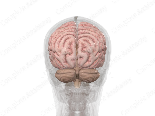 Brain