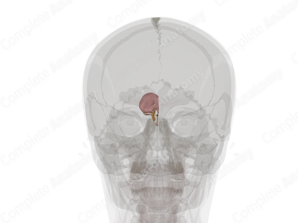 Diencephalon (Left)
