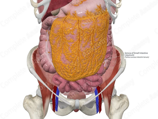 Serosa of Small Intestine (Jejunum)