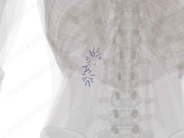 Intrarenal Veins of Left Kidney