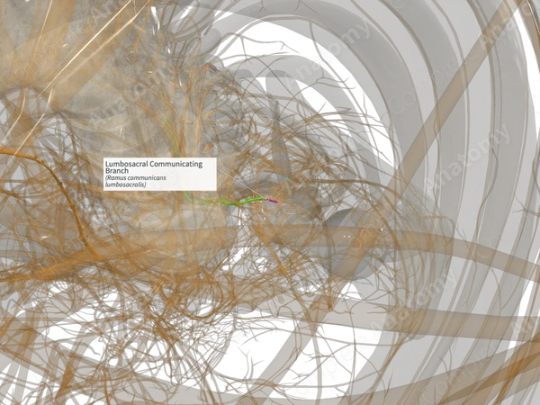 Lumbosacral Communicating Branch (Right)
