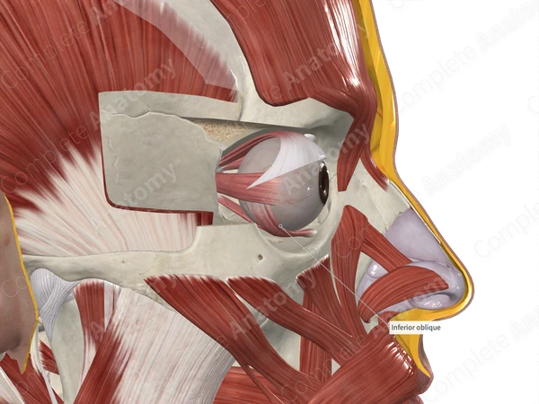 Inferior Oblique Muscle