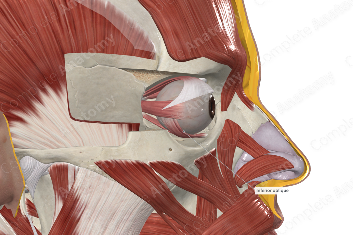Inferior Oblique Muscle 