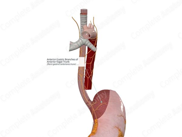 Anterior Gastric Branches of Anterior Vagal Trunk