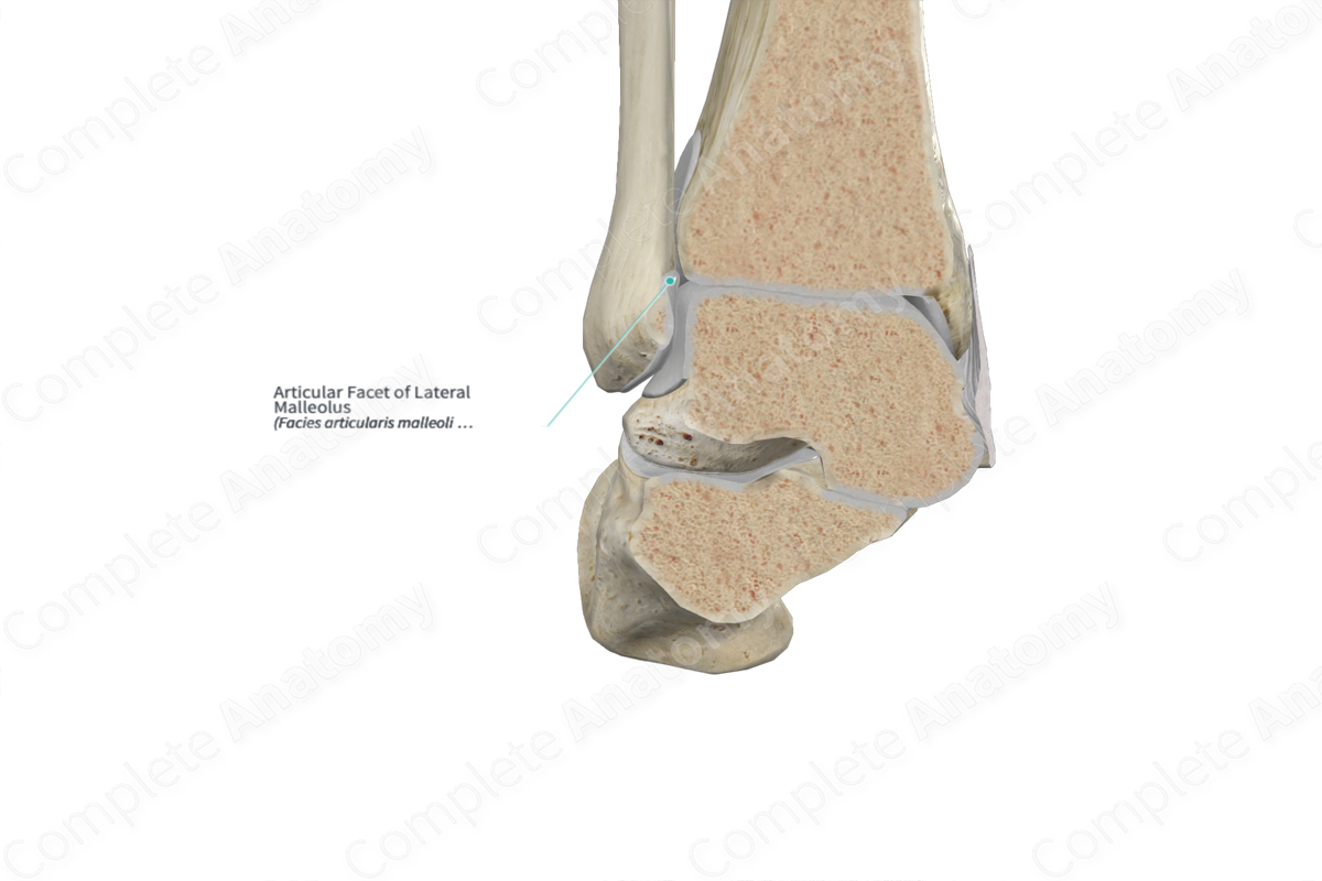 Articular Facet of Lateral Malleolus 