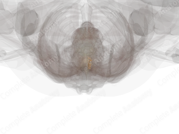 Thoracic Spinal Roots & Ganglia (Left)