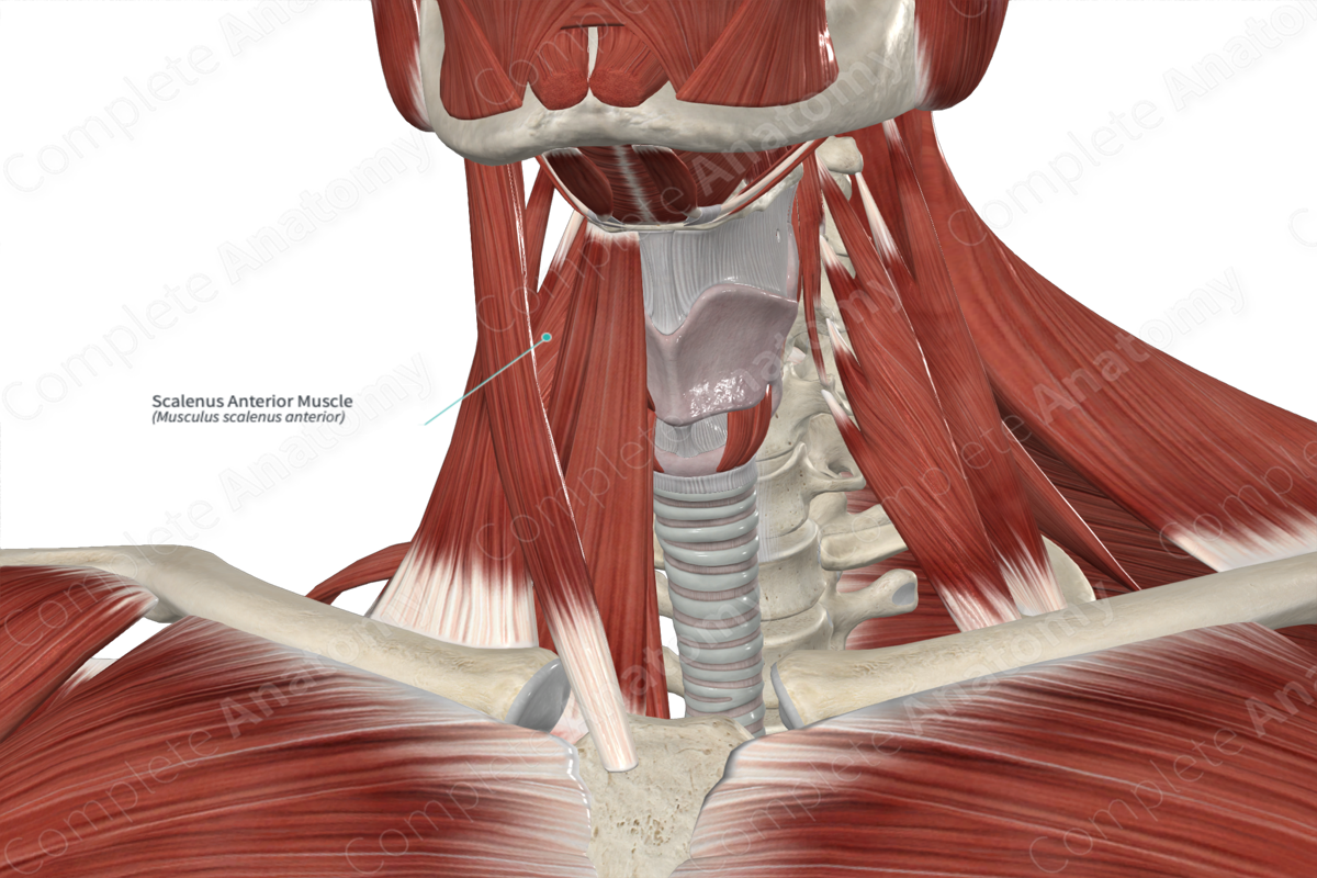 Scalenus Anterior Muscle 