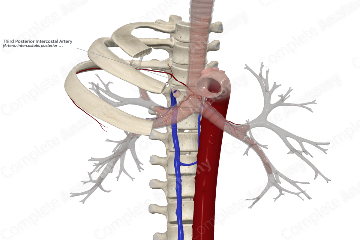 Third Posterior Intercostal Artery 