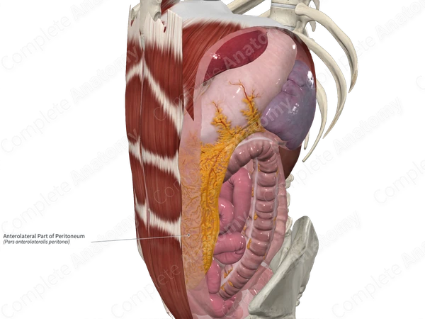 Anterolateral Part of Peritoneum