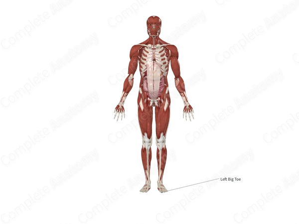 Distal Phalanx of Great Toe