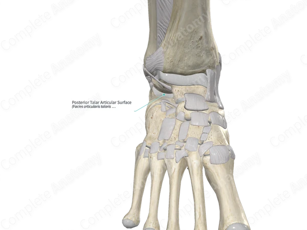 Posterior Talar Articular Surface 