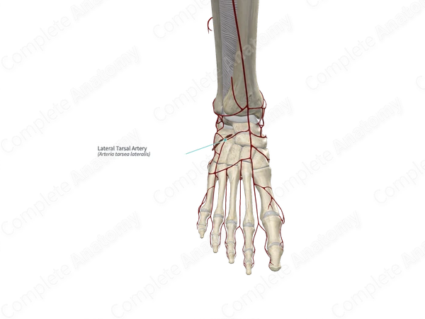Lateral Tarsal Artery