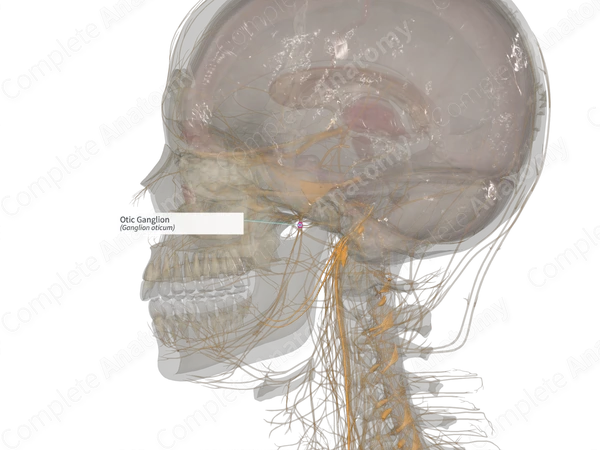Otic Ganglion (Left)