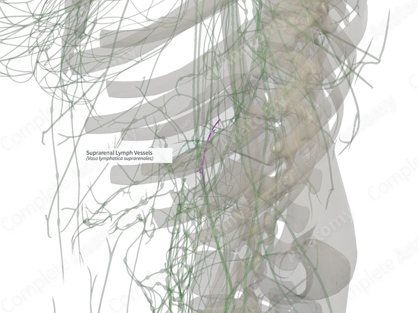 Suprarenal Lymph Vessels (Left)