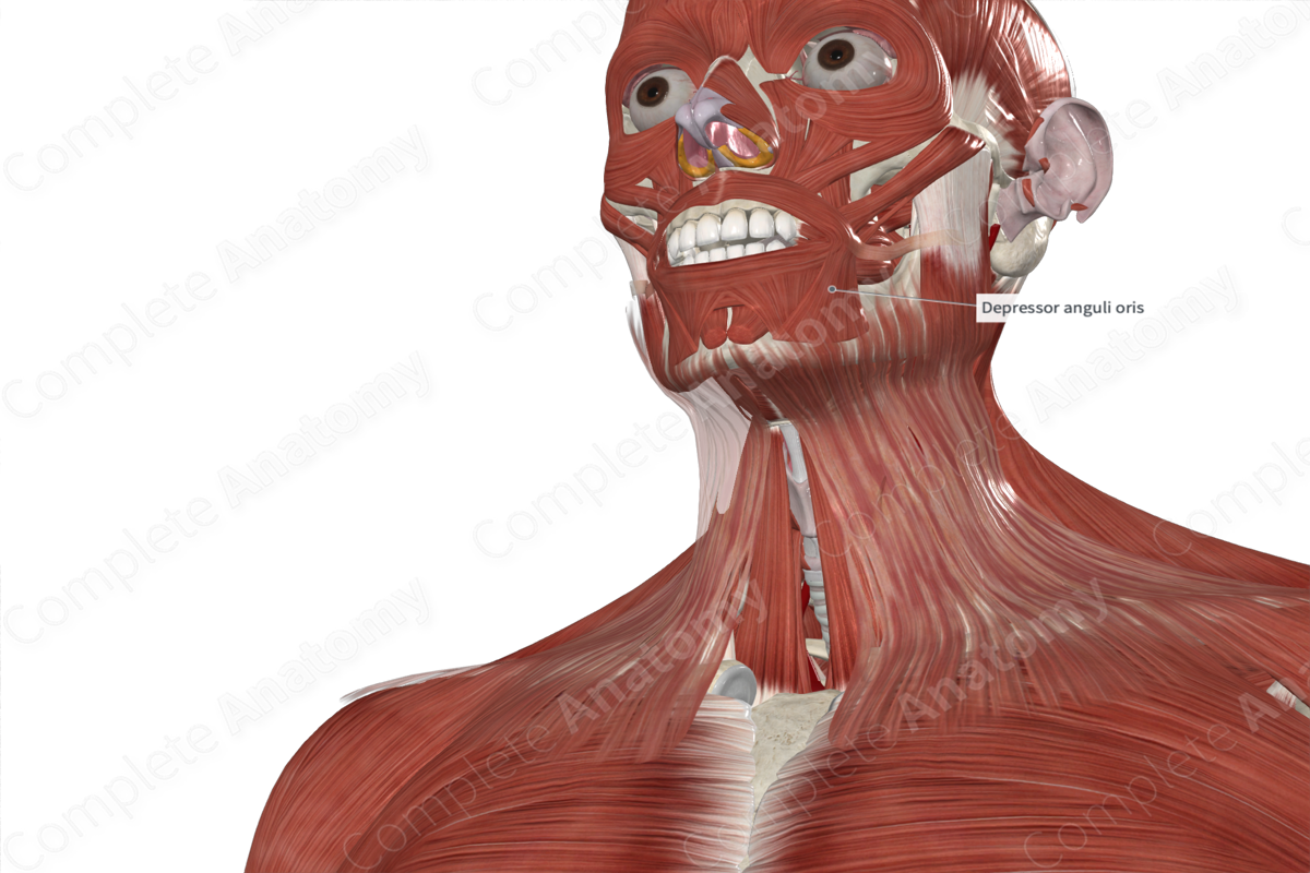 Depressor Anguli Oris 
