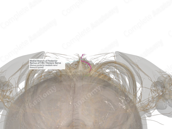 Large Ramus Branch Medial Branch of Posterior Ramus of Fifth Thoracic Nerve (Right ...