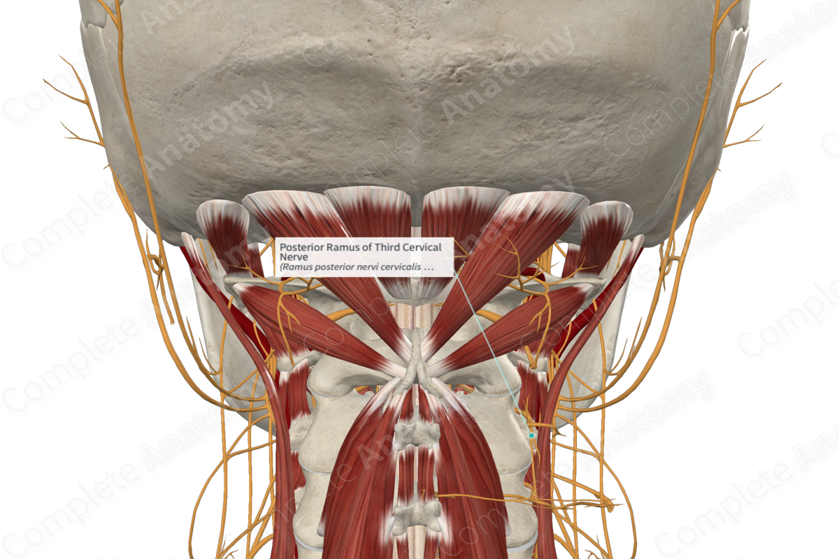 Posterior Ramus of Third Cervical Nerve 