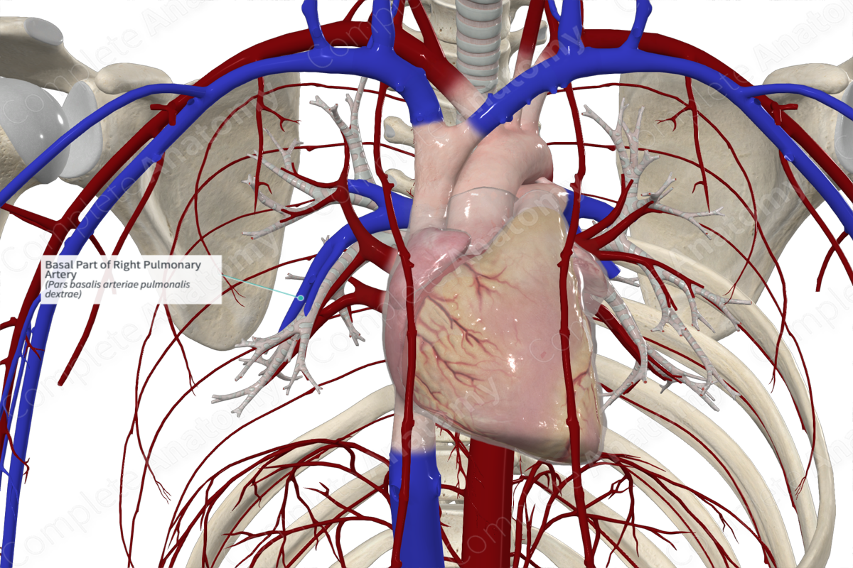 Basal Part of Right Pulmonary Artery