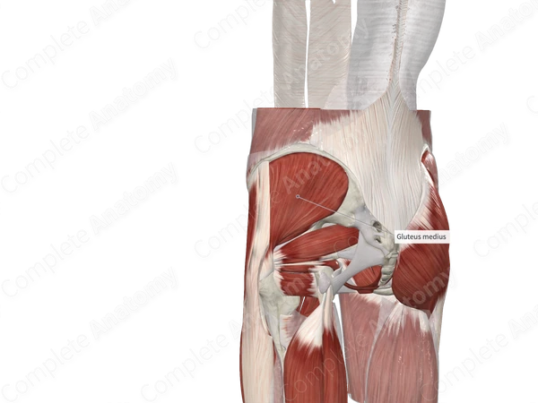 Gluteus Medius Muscle