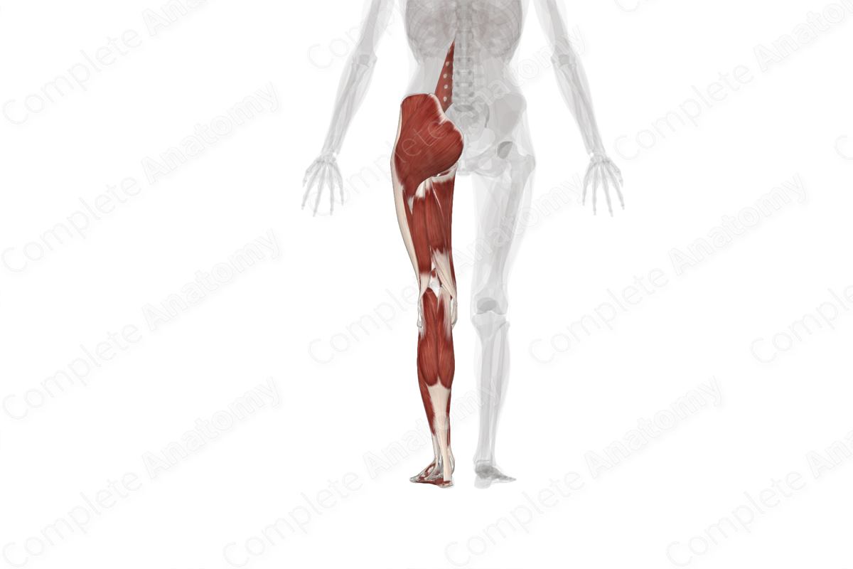 Muscles of Lower Limb (Left)
