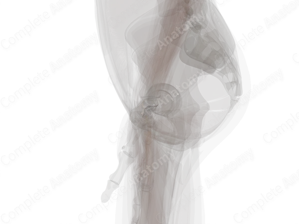 Palmar Ulnocarpal Ligament (Left)