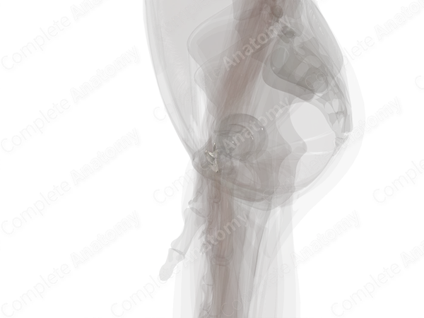 Palmar Intercarpal Ligaments (Left)