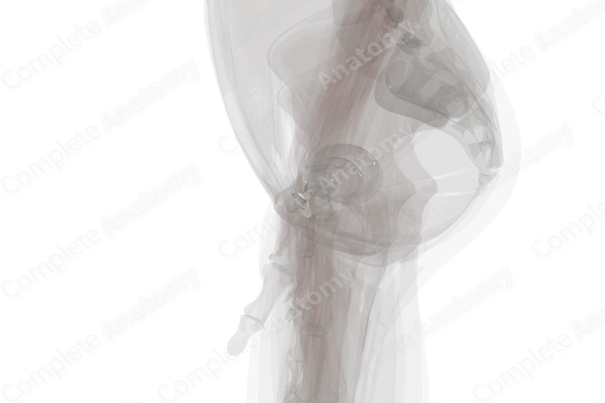 Palmar Intercarpal Ligaments (Left)